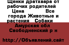 Щенки дратхаара от рабочих родителей › Цена ­ 22 000 - Все города Животные и растения » Собаки   . Амурская обл.,Свободненский р-н